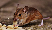 24 Hour & Emergency Exterminators in Saint George Island, FL